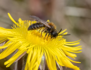 Tofarvet jordbi - Andrena bicolor - Han, , Fotograf Claus Bach.