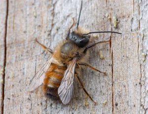 Rød murerbi - Osmia bicornis - Han, , Fotograf Claus Bach.
