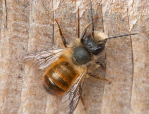 Rød murerbi - Osmia bicornis - Han, , Fotograf Claus Bach.