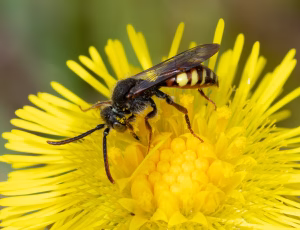 Tidlig Hvepsebi - Nomada leucophthalma - Han, , Fotograf Claus Bach.