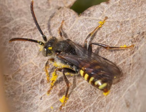 Tidlig Hvepsebi - Nomada leucophthalma - Han, , Fotograf Claus Bach.