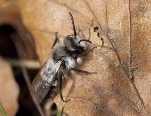 Sorthvid jordbi - Andrena cineraria - Han, , Fotograf Claus Bach.