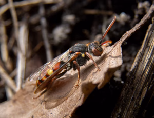 Forårshvepsebi - Nomada ferruginata - Hun, , Fotograf Claus Bach.