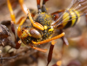 Pragthvepsebi - Nomada fucata - Han, , Fotograf Claus Bach.