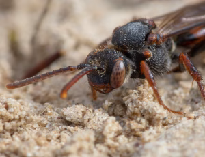 Tidlig hvepsebi - Nomada leucophthalma, , Fotograf Claus Bach.