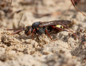 Tidlig hvepsebi - Nomada leucophthalma, , Fotograf Claus Bach.