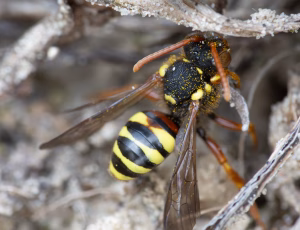 Pragthvepsebi - Nomada fucata - Han, , Fotograf Claus Bach.