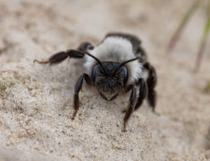 Hvidbrystet jordbi - Andrena vaga - Hun, , Fotograf Claus Bach.