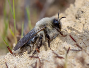 Hvidbrystet jordbi - Andrena vaga - Hun, , Fotograf Claus Bach.