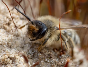 Gulbåndet jordbi - Andrena flavipes - Han, , Fotograf Claus Bach.