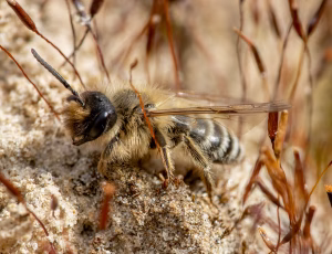 Gulbåndet jordbi - Andrena flavipes - Han, , Fotograf Claus Bach.