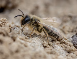 Gulbåndet jordbi - Andrena flavipes - Han, , Fotograf Claus Bach.