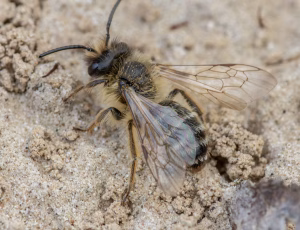 Gulbåndet jordbi - Andrena flavipes - Han, , Fotograf Claus Bach.