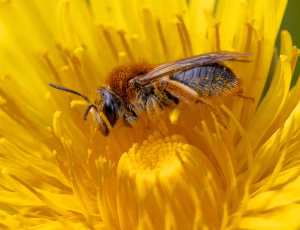 Havejordbi - Andrena haemorrhoa - Hun, , Fotograf Claus Bach.
