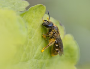 Græslandsmalbi - Lasioglossum albipes - Hun, , Fotograf Claus Bach.