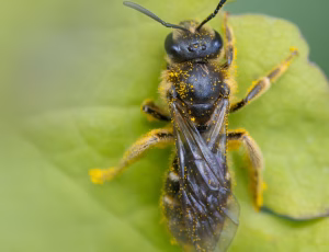 Græslandsmalbi - Lasioglossum albipes - Hun, , Fotograf Claus Bach.