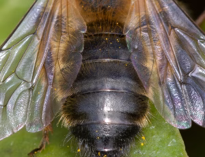 Sortbrun jordbi - Andrena nigroaenea - Han, , Fotograf Claus Bach.