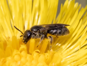 Lille smalbi - Lasioglossum minutissimum - Hun, , Fotograf Claus Bach.