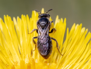 Lille smalbi - Lasioglossum minutissimum - Hun, , Fotograf Claus Bach.