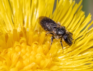 Lille smalbi - Lasioglossum minutissimum - Hun, , Fotograf Claus Bach.