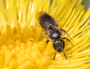 Lille smalbi - Lasioglossum minutissimum - Hun, , Fotograf Claus Bach.