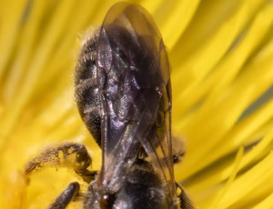 Lille smalbi - Lasioglossum minutissimum - Hun, , Fotograf Claus Bach.
