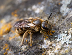 Moskussmalbi - Lasioglossum calceatum - Hun, , Fotograf Claus Bach.