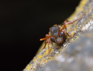 Majhvepsebi - Nomada marshamella - Hun, , Fotograf Claus Bach.