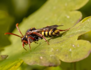 Majhvepsebi - Nomada marshamella - Hun, , Fotograf Claus Bach.