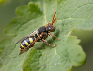 Majhvepsebi - Nomada marshamella - Hun, , Fotograf Claus Bach.