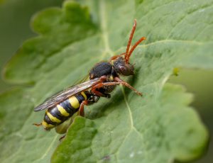 Majhvepsebi - Nomada marshamella - Hun, , Fotograf Claus Bach.