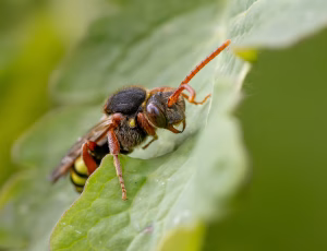 Majhvepsebi - Nomada marshamella - Hun, , Fotograf Claus Bach.