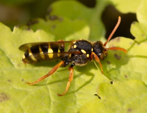 Sortgul hvepsebi - Nomada goodeniana - Hun, , Fotograf Claus Bach.
