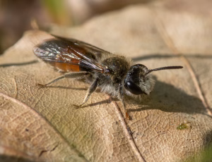 Blodjordbi - Andrena labiata - Han, , Fotograf Claus Bach.