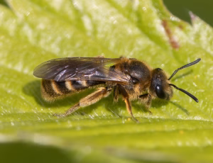 Moskussmalbi - Lasioglossum calceatum - Hun, , Fotograf Claus Bach.