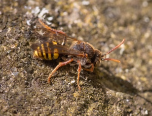 Majhvepsebi - Nomada marshamella - Han, , Fotograf Claus Bach.