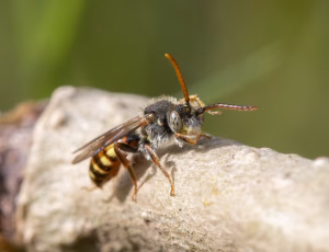 Forårshvepsebi - Nomada ferruginata - Han, , Fotograf Claus Bach.