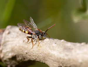 Forårshvepsebi - Nomada ferruginata - Han, , Fotograf Claus Bach.