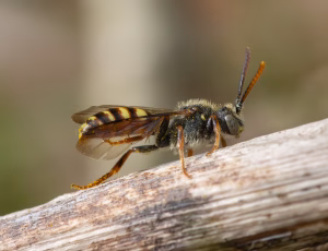 Forårshvepsebi - Nomada ferruginata - Han, , Fotograf Claus Bach.