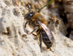 Vårsilkebi - Colletes cunicularius - Hun, , Fotograf Claus Bach.