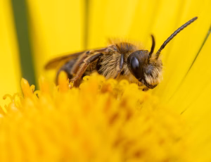 Havejordbi - Andrena haemorrhoa - Han, , Fotograf Claus Bach.