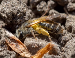 Gulbenet jordbi - Andrena chrysosceles - Hun, , Fotograf Claus Bach.