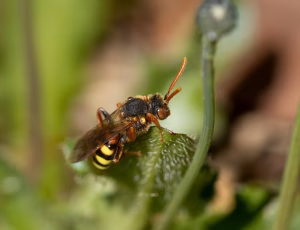 Stor pilehvepsebi - Nomada lathburiana - Hun, , Fotograf Claus Bach.