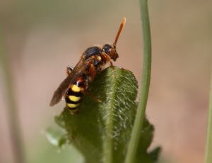 Stor pilehvepsebi - Nomada lathburiana - Hun, , Fotograf Claus Bach.