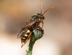 Stor pilehvepsebi - Nomada lathburiana - Hun, , Fotograf Claus Bach.