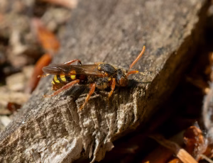 Stor pilehvepsebi - Nomada lathburiana - Hun, , Fotograf Claus Bach.