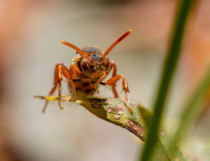 Stor pilehvepsebi - Nomada lathburiana - Hun, , Fotograf Claus Bach.
