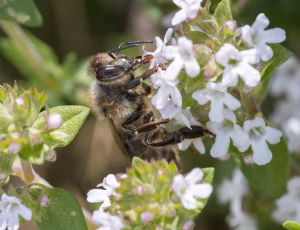 Honningbi - Apis mellifera, , Fotograf Claus Bach.