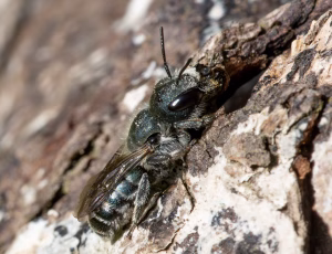Blå murerbi - Osmia caerulescens - Hun, , Fotograf Claus Bach.