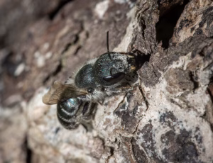 Blå murerbi - Osmia caerulescens - Hun, , Fotograf Claus Bach.